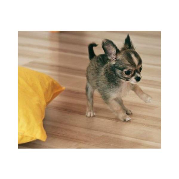 CN^ tA vIXƃybg 2P 2c gΉ σLX^[ 3.3m2 PS-3011J 6 ysz