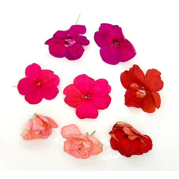 インパチェンス エディブルフラワー 食用花 安心安全のクリーンルーム