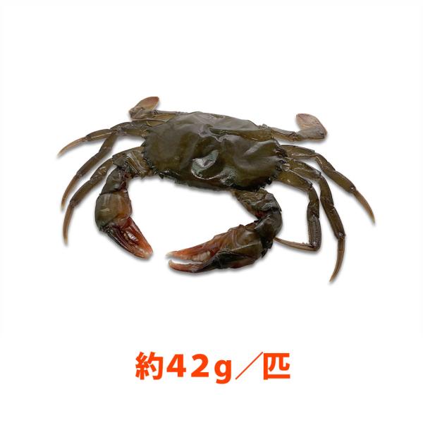 一匹一匹餌付けされ、大切に育てられています。このため、体全体の身入りがたいへん良く、爪の先、足の先まで身がつまっています。甲羅の厚みもあり、盛り付けた時、肉厚を感じます。肉厚がありますから、蟹の風味も増し、メニューの幅も広がります。目、ガニ...