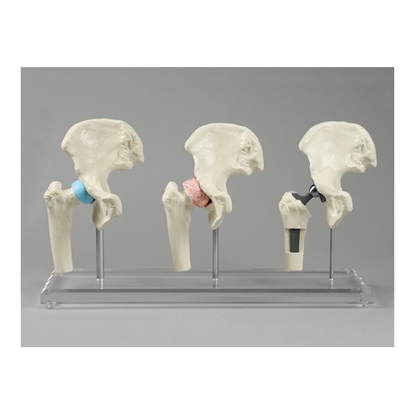 Ҋ֐߃Cvgpf PPPT@4589638306365