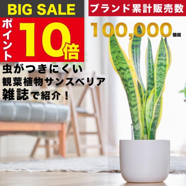 【交渉可】 観葉植物 大型 サンスベリア 140cm(最長部分) サンスベリア 大型 | 観葉植物通販HitoHana(ひとはな)