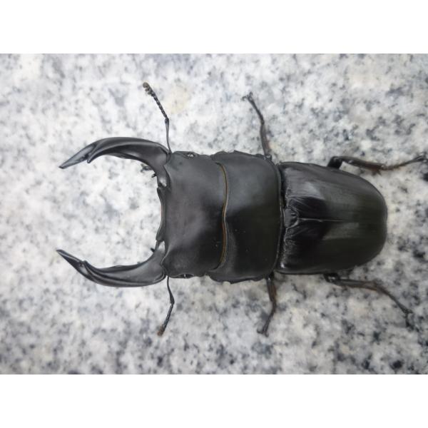 東京オオクワ血統大人気の・・・Ａ-ＬＩＮＥ オオクワガタ　ペア　新成虫 未使用　阿古谷産♂７５．０mm…2025年7羽化（種親♂82.0 × ♀53.0）♀４６．０mm…2025年6羽化（種親♂82.0 × ♀53.0）写真の個体をお送りし...