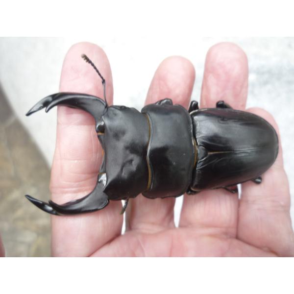 東京オオクワ血統大人気の・・・Ａ-ＬＩＮＥ オオクワガタ　ペア　新成虫 未使用　阿古谷産♂７８．５mm…2025年7羽化（種親♂81.0 × ♀52.0）♀５１．０mm…2025年7羽化（種親♂81.0 × ♀52.0）写真の個体をお送りし...