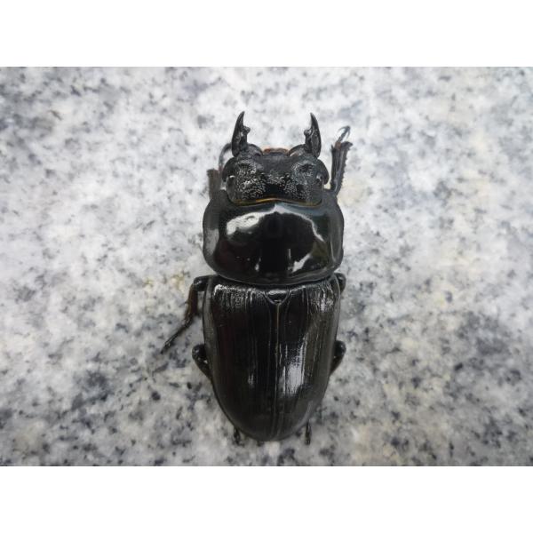 東京オオクワ　累代G-ＬＩＮＥ オオクワガタ　メス　単品　新成虫　未使用♀５２．５ｍｍ…2025年6月羽化（種親♂83.0 × ♀50.0）写真の個体をお送りします。G-ＬＩＮＥの最大の特徴は全体的に太目で、大顎も太いところです。（参考画像...