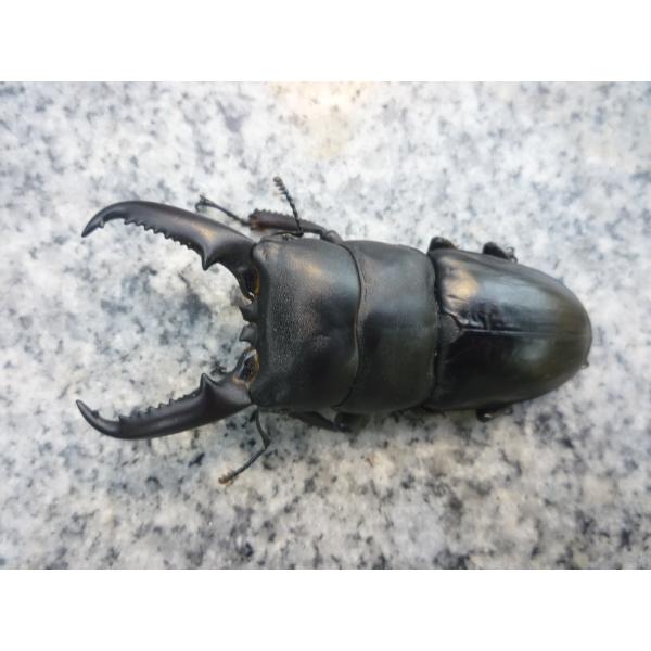 東京オオクワ累代　観賞用　お子様へのプレゼントに！長崎県壱岐郷ノ浦産　イキヒラタクワガタ　単品　新成虫　未使用　♂７３．０mm…2025年5月羽化（種親　♂73.5mm　♀41.0mm）写真の個体をお送りします。※23度の飼育室で管理し、食...