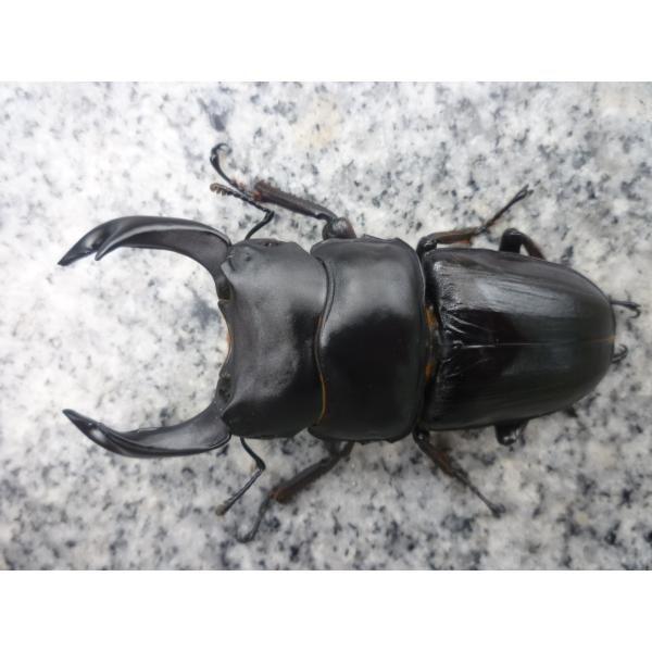 東京オオクワ血統久留米産 オオクワガタ　ペア　新成虫　未使用♂８２．０mm…2025年7月羽化（種親 ♂88.5 × ♀57.5）♀５３．０mm…2025年6月羽化（種親 ♂88.5 × ♀57.5）写真の個体をお送りします。東京オオクワ血...
