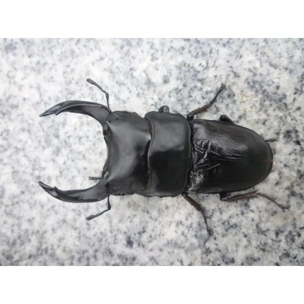 東京オオクワ血統久留米産 オオクワガタ　ペア　新成虫　未使用♂８２．５mm…2025年7月羽化（種親 ♂88.0 × ♀57.0）♀５３．５mm…2025年7月羽化（種親 ♂88.0 × ♀57.0）写真の個体をお送りします。オスのサヤ羽に...