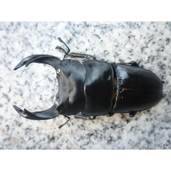 koijinkunn様とお話し中‼️87㎜オーバー‼️】オオクワガタ♂️♀️ペア