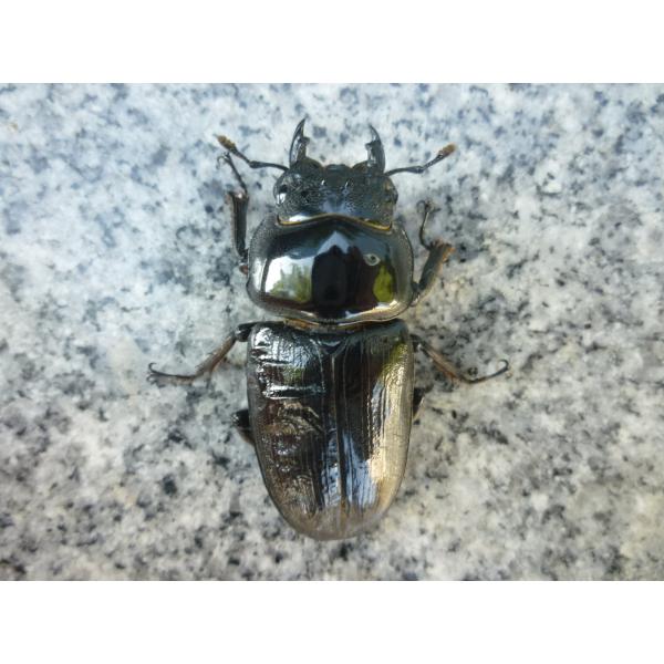 東京オオクワ血統※注意事項…この個体は不全扱いの個体ですので、商品発送後のキャンセル、返品、交換、返金は一切できません。久留米産 オオクワガタ　大型血統　♀単品　新成虫　未使用　ちょい訳♀５４．５mm…2025年6月羽化（種親 ♂87.5 ...