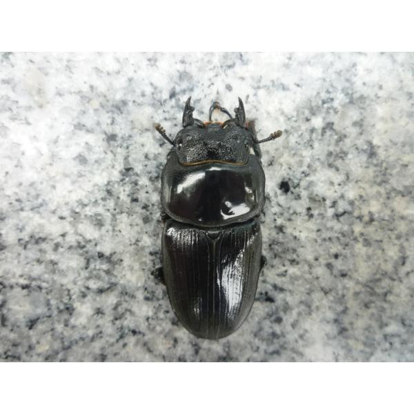 東京オオクワ血統久留米産 オオクワガタ　メス　単品　新成虫　未使用♀５１．０mm…2025年6月羽化（種親 ♂87.0 × ♀57.0）写真の個体をお送りします。東京オオクワ血統の純潔の久留米産です。この血統は【ガッチリ久留米】系で、頭胸も...