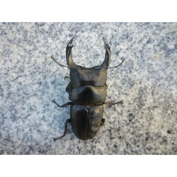 東京オオクワ血統※注意事項…この個体は不全扱いの個体ですので、商品発送後のキャンセル、返品、交換、返金は一切できません。久留米産 オオクワガタ　大型血統　♂単品　新成虫　未使用　ちょい訳♂８２．５mm…2025年7月羽化（種親 ♂88.0 ...