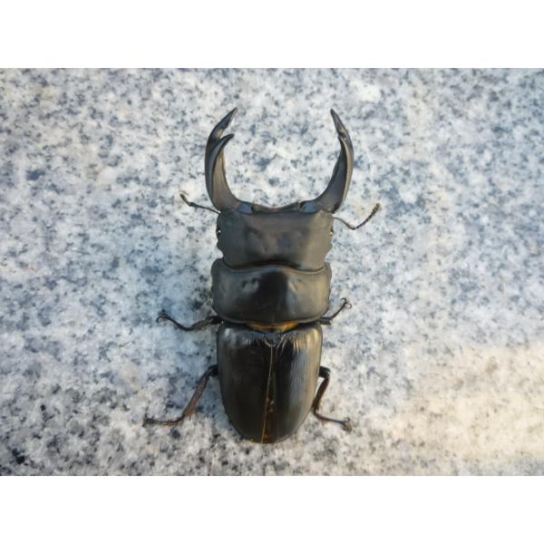 東京オオクワ血統※注意事項…この個体は不全扱いの個体ですので、商品発送後のキャンセル、返品、交換、返金は一切できません。久留米産 オオクワガタ　大型血統　♂単品　新成虫　未使用　ちょい訳♂８１．５mm…2025年7月羽化（種親 ♂87.5 ...