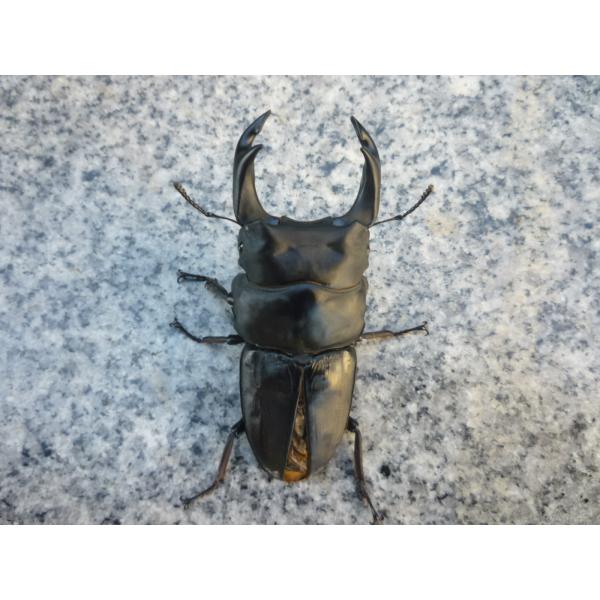 東京オオクワ血統※注意事項…この個体は不全扱いの個体ですので、商品発送後のキャンセル、返品、交換、返金は一切できません。久留米産 オオクワガタ　大型血統　♂単品　新成虫　未使用　ちょい訳♂８１．５mm…2025年7月羽化（種親 ♂88.0 ...