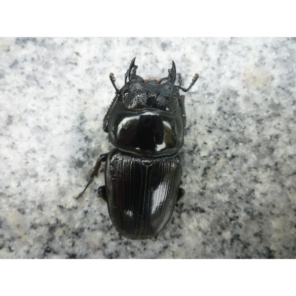 東京オオクワ血統久留米産 オオクワガタ　メス　単品　新成虫　未使用♀５３．５mm…2025年7月羽化（種親 ♂88.0 × ♀57.0）写真の個体をお送りします。東京オオクワ血統の純潔の久留米産です。この血統は【ガッチリ久留米】系で、頭胸も...