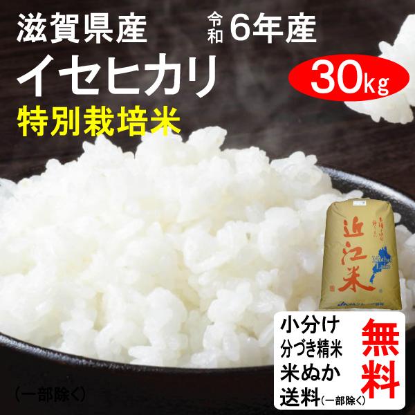 米 30kg 送料無料 滋賀県近江八幡市 特別栽培米 イセヒカリ 2等
