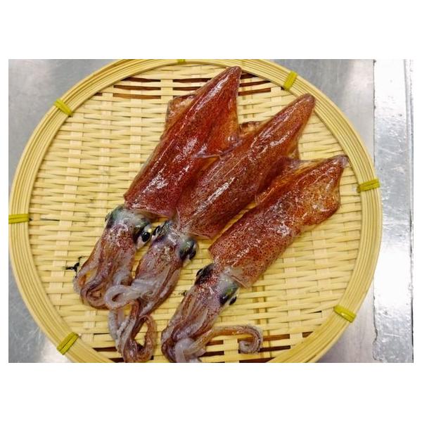 松いか 剣先 味噌漬け Buyee Buyee Japanese Proxy Service Buy From Japan Bot Online