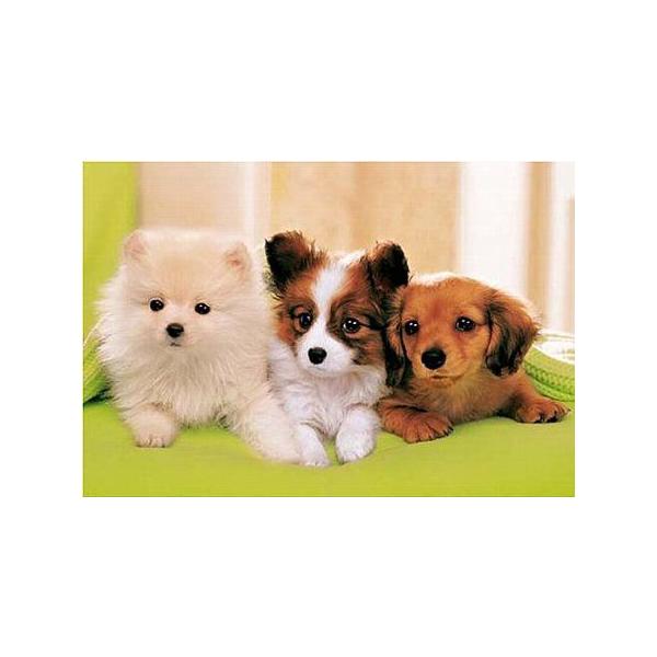 WO\[pY 300s[X     (26x38cm)@25-038(G|bN)60cm