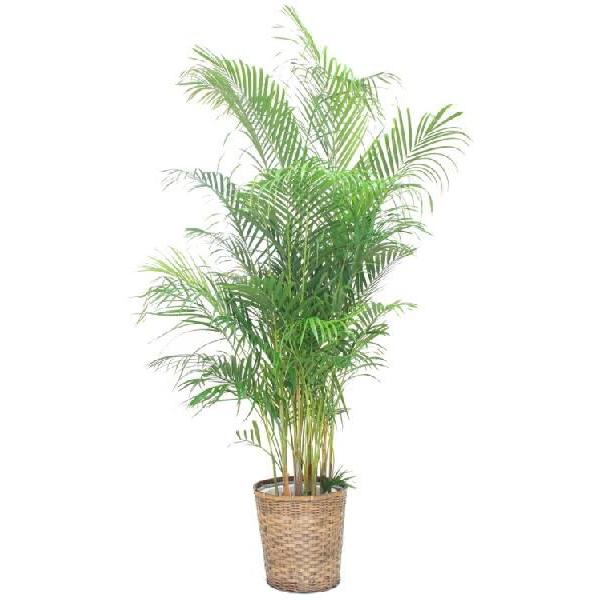   @llp ϗtAEAJV10(TCY) 160cm`180cm ps