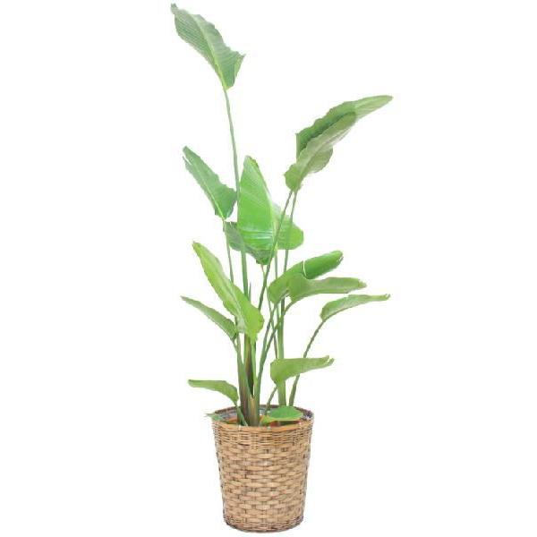   @llp ϗtAEI[KX^ 10(TCY) 160cm`180cm ps