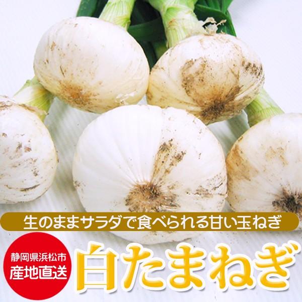19年1月8日より順次発送 白玉ねぎ 浜松産 葉付き白玉ねぎ サラダオニオン Lサイズ16玉入り 1箱 白たまねぎ 浜松市篠原 たまねぎ Buyee Buyee Japanese Proxy Service Buy From Japan Bot Online
