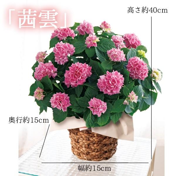 母の日 プレゼント ギフト ランキング 21 花 アジサイ 50代 60代 70代 80代 あじさい鉢植え 選べる3品種 万華鏡 銀河 茜雲 送料無料 Buyee Buyee Japanese Proxy Service Buy From Japan Bot Online