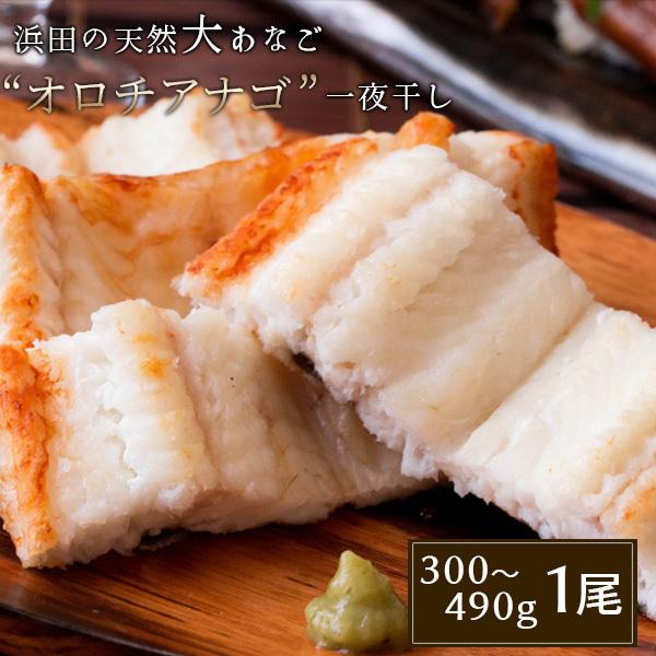 浜田の天然大あなご オロチアナゴ 穴子の一夜干し300 490g 1尾入 島根産 真あなご あなご鍋 無添加 送料無料 北海道 沖縄を除く Sl Cg Da パーソナルギフト 風味絶佳 山陰 通販 Yahoo ショッピング