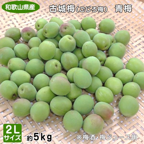 和歌山県産 紀州古城梅 L大きめサイズメイン2L少し 5kg