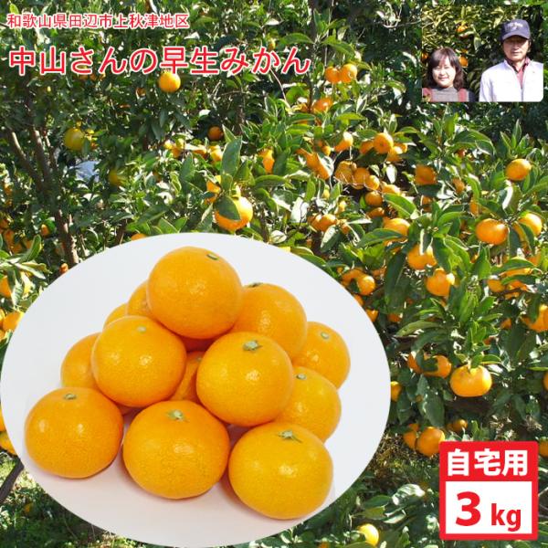 中山さんの美味しい早生温州みかん　自宅用（約3kg）和歌山田辺市上秋津地区　由良・田口・茶原・宮川　送料無料（※北海道・沖縄県はお届け不可）