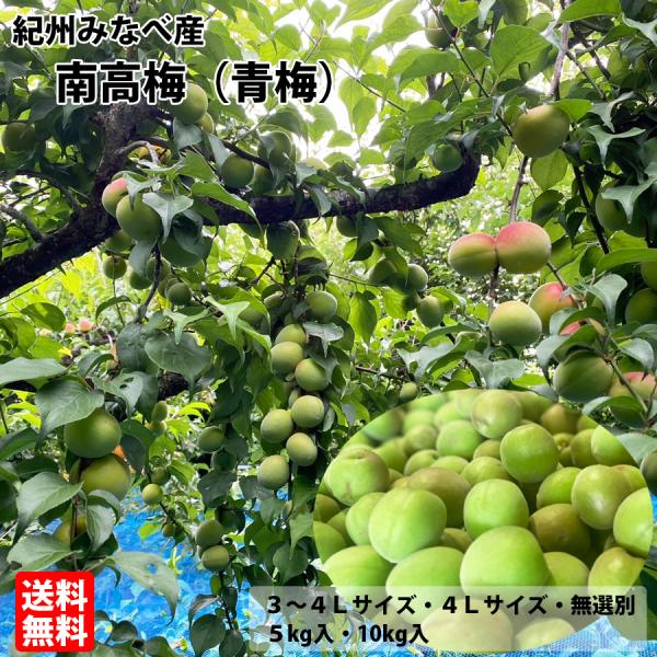 紀州みなべ産南高梅 青梅 4Lサイズ 約10kg ご家庭用、梅干・梅酒