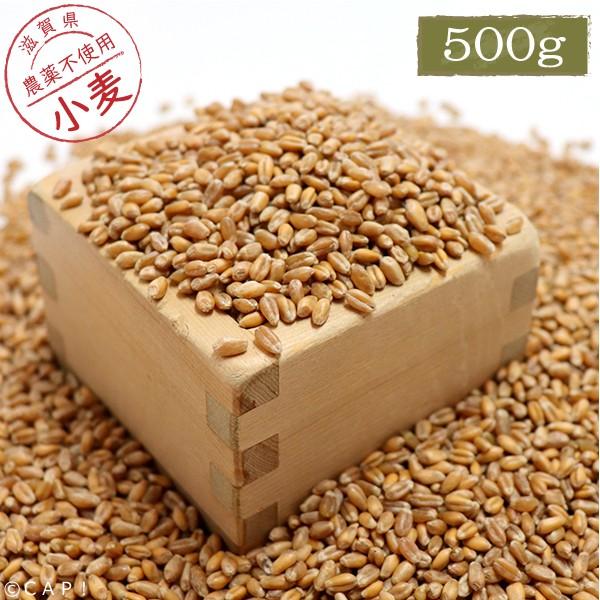 CAP! 鳥の餌 賞味期限2024/3/31【国内産】小麦 500g ☆ :komugi500:コンパニオンバード専門店CAP! - 通販 - Yahoo!ショッピング CAP! 鳥の餌 賞味期限2024/3/31【国内産】小麦 500g ☆ :komugi500:コンパニオンバード専門店CAP! - 通販 - Yahoo!ショッピング