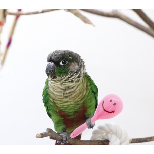 �C���R�̂������� �~�j�}���J�X 1�@(�����i�F�����Ɉ��S�ȑf�ނ��g�p) ���i�摜1