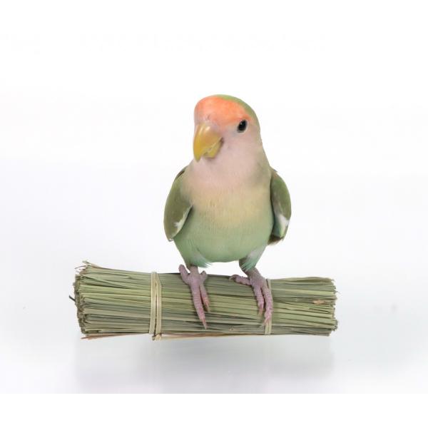 インコのおもちゃ かじってチモシー Mr 609 マルカン Buyee Buyee 日本の通販商品 オークションの代理入札 代理購入