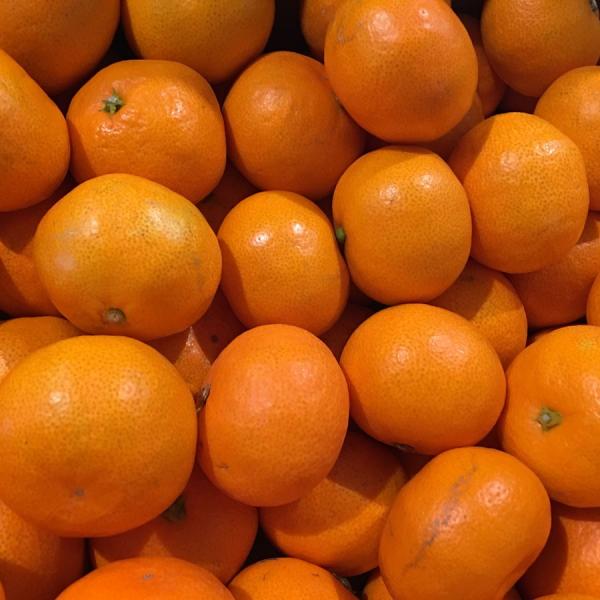 お歳暮に最適 長崎産 西海 味まるみかん 秀 2s 5kg Buyee Buyee 日本の通販商品 オークションの代理入札 代理購入