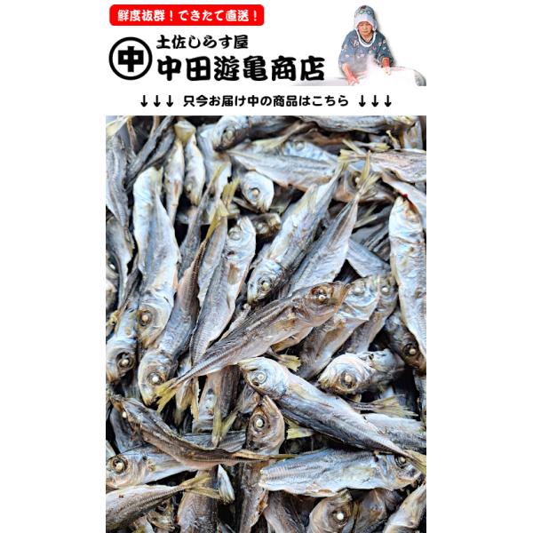 小鯵を使った土佐の定番煮干です。高知では「だしじゃこ」、「アジじゃこ」などと呼ばれます。アジ煮干しはあっさりとした上品な味わいが特長の煮干で、お味噌汁からお煮物まで各種料理の出汁にお使いいただけます。全国的に使われるいりこ煮干に比べると一般...