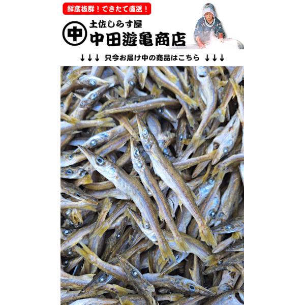 カマス煮干し 1kg【出来立て直送・かますだしじゃこ】※出汁用 子カマス、おつまみ用にも、お味噌汁やお煮物なんにでも、ご家庭で料亭の味をお楽しみください