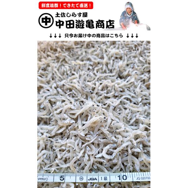 食べ応えのある、大きめサイズのちりめんじゃこです。ちりめん丼、おむすび、サラダ、酢の物、大根おろしなどに最適です。※只今お届け中の商品写真・サイズは掲載写真よりご確認いただけます。旨味しっかり、風味豊かな中〜上乾燥仕上げです。「しっかりと海...
