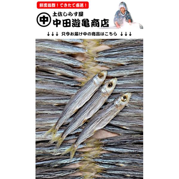 これぞ土佐の干物、高知の自慢がいっぱいに詰まった名物うるめいわし干しです。高知人に最も愛されている中〜上乾燥「ぼっちり干し」仕上げ。焼くと軟らか過ぎず硬過ぎず、丁度良い食感に。湧き出る旨味をご堪能ください。春〜夏は約5〜16cmの小〜中サイ...