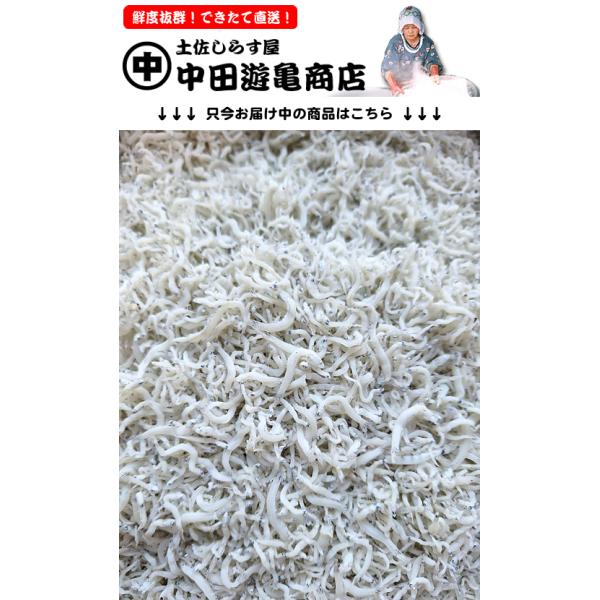 釜揚げしらす 250g【出来立て直送ふわふわ釜揚げしらす（しらす干し）】※只今しらす丼にぴったりな「小〜中サイズ」をお届け中です。