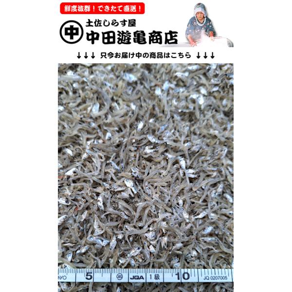 ちりめんじゃこ 1kg【お徳用・訳あり上干ちりめんじゃこ】※中〜大サイズ、旨味しっかり中〜上乾燥仕上げ、訳あり理由「頭切れ有り」です :wakearikatiri:土佐しらす屋 中田遊亀商店 - 通販 - Yahoo!ショッピング ちりめんじゃこ 1kg【お徳用・訳あり上干ちりめんじゃこ】※中〜大サイズ、旨味しっかり中〜上乾燥仕上げ、訳あり理由「頭切れ有り」です :wakearikatiri:土佐しらす屋 中田遊亀商店 - 通販 - Yahoo!ショッピング