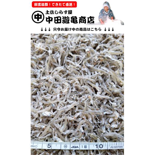 ちりめんじゃこ250g【お徳用・訳あり上干ちりめんじゃこ】※大きさ不揃い＆身切れ有り：風味旨味しっかり濃厚・噛めば噛むほど美味しい定番おつまみおじゃこ