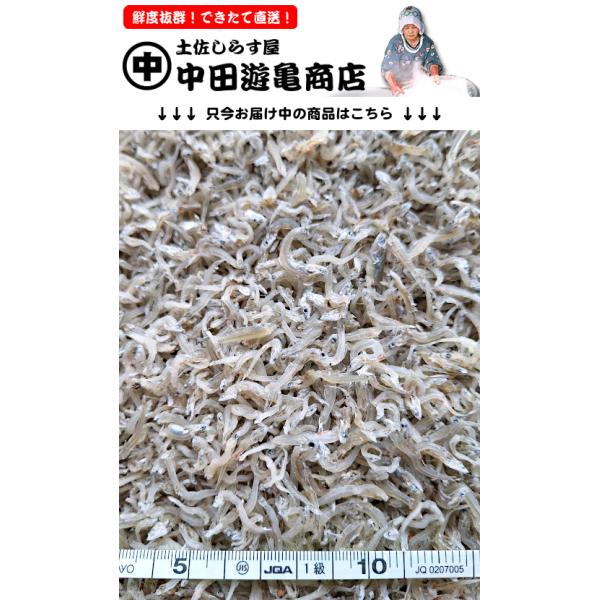 ちりめんじゃこ 250g【お徳用・訳あり上干ちりめんじゃこ】※大きさ不揃い＆身切れ有：風味旨味しっかり美味、おつまみ・サラダ・おむすび・佃煮などにおすすめ
