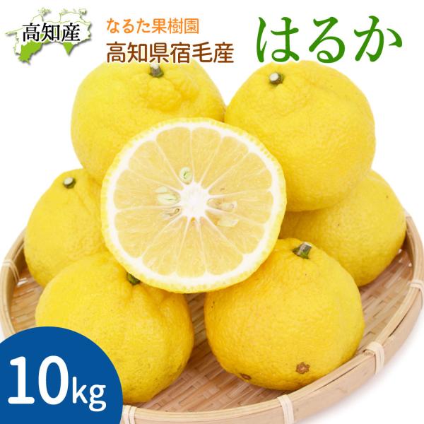キーくんはるか大玉10kg 愛媛県産 はるか キズキズ君 10kg : 愛媛だいすけ果樹園 - 通販