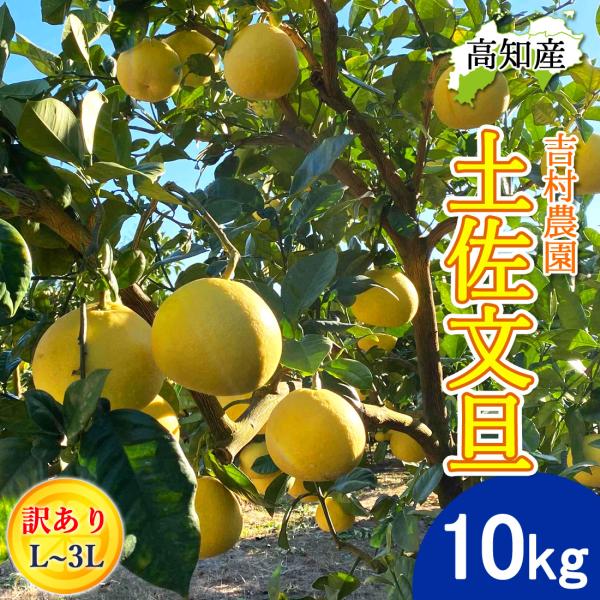 吉村農園さんは、代々、３代にわたり高知県の西、宿毛市の藻津（むくづ）地区で土佐文旦をはじめとする柑橘類を育てられています。宿毛の若手文旦農家で作った「すくも文旦育成会」にも所属しており、宿毛文旦農家全体の品質向上を目指すことと、自分の求める...