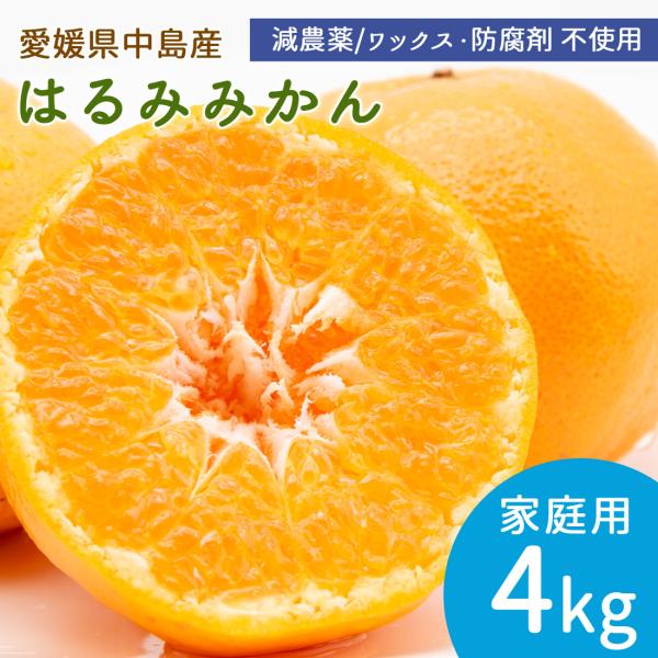 Smile!さん専用！！☆はるみみかん☆15キロ(箱込み)　広島県産　家庭用 美味しいはるみみかん5kgの通信販売【広島県産】