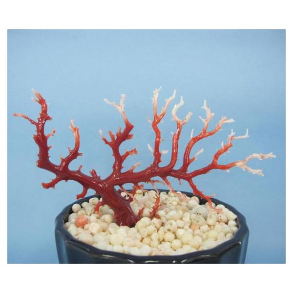 鑑定書付き血赤珊瑚　高知県土佐沖産　天然原木　希少品 鑑定書付き血赤珊瑚 高知県土佐沖産 天然原木 希少品