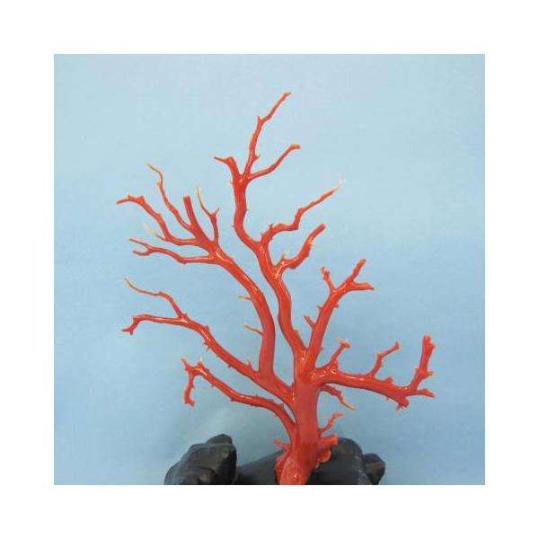 高知沖産血赤珊瑚の拝見・原木・置物 /艶出し加工済み/黒檀台/『宝石