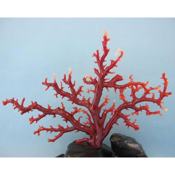 高知沖産血赤珊瑚の拝見・原木・置物/艶出し加工済み/黒檀台/『宝石