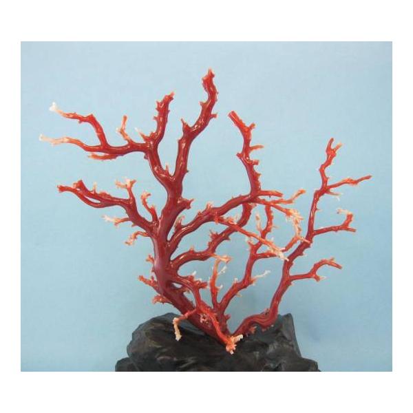 高知沖産血赤珊瑚の拝見・原木・置物 /艶出し加工済み/黒檀台/『宝石
