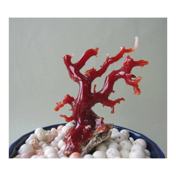 【宝石珊瑚】高知沖産血赤珊瑚の原木・置物 楽天市場】高知沖産血赤珊瑚の拝見 原木 置き物 （艶出し加工済み