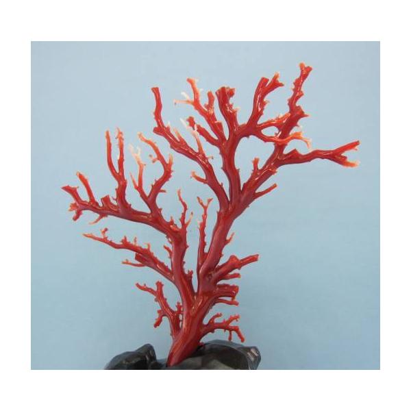 本珊瑚　黒柿台　桃色珊瑚　置物　960g 送料込み250731 本珊瑚 黒柿台 桃色珊瑚 置物 960g 送料込み250731 本珊瑚 黒柿台 桃色